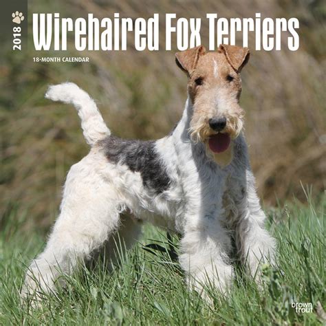 wirehaired fox terriers 2013 square 12x12 wall Reader