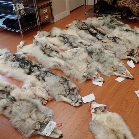 wolf pelt for sale