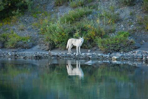 wolf preserve across river Doc