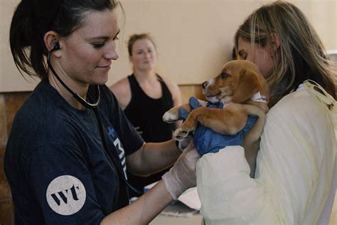 wolf trap rescue