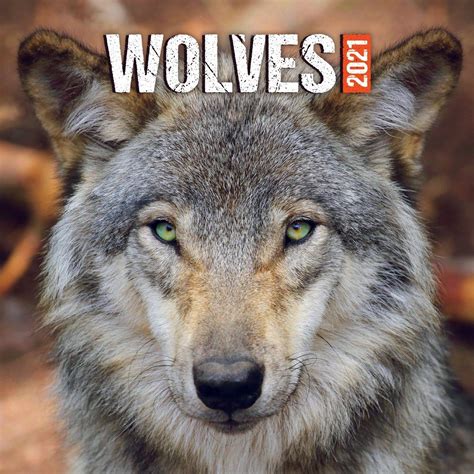 wolves 2013 deluxe wall multilingual edition Reader