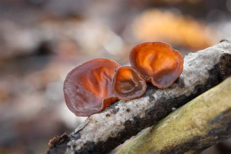 wood ear mushroom