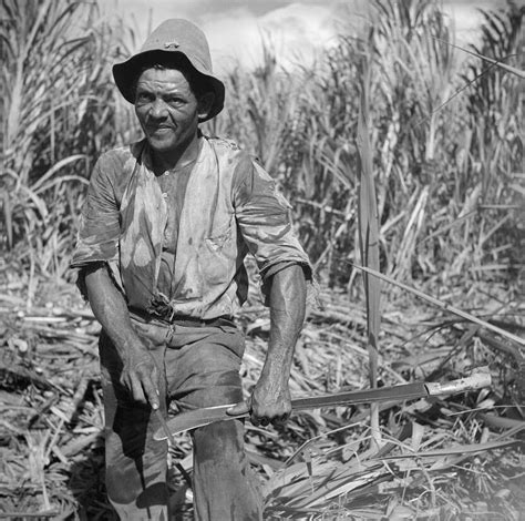 worker in the cane a puerto rican life history PDF