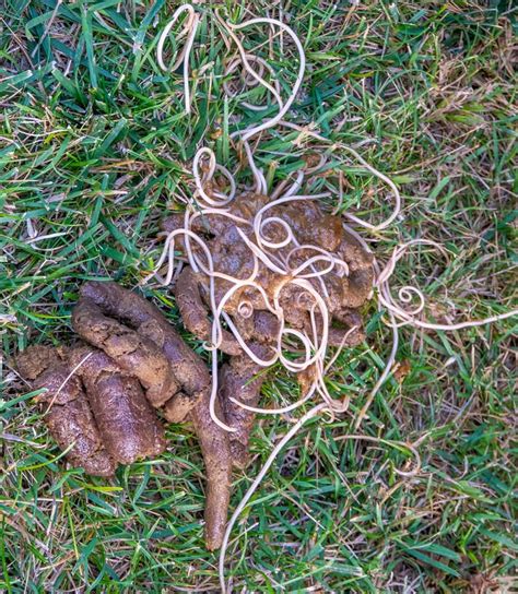 worms.in dog poop