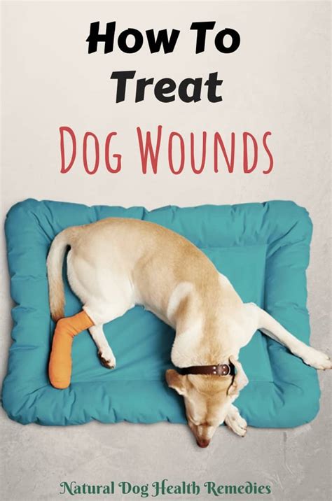 wound care for dogs