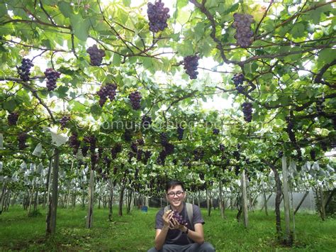 xinfeng farm