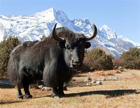 yaks the animals of asia Doc