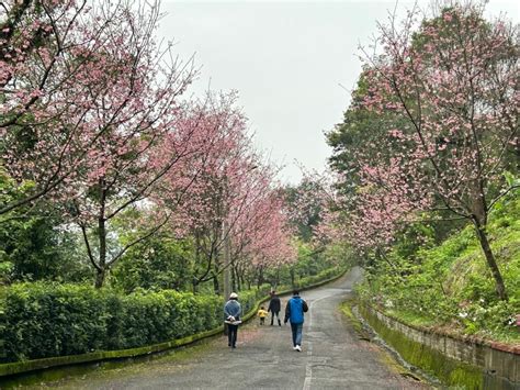 yangmingshan cherry blossom