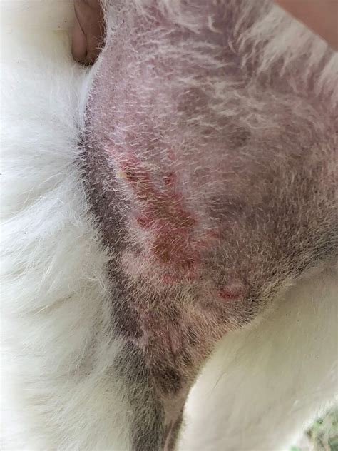 yeast dermatitis in dogs