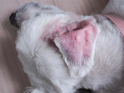 yeast ear infection in dogs