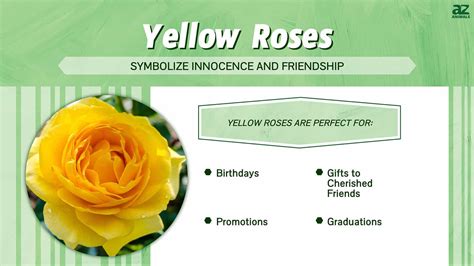 yellow rose signifies