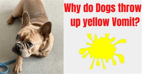 yellow throw up dog