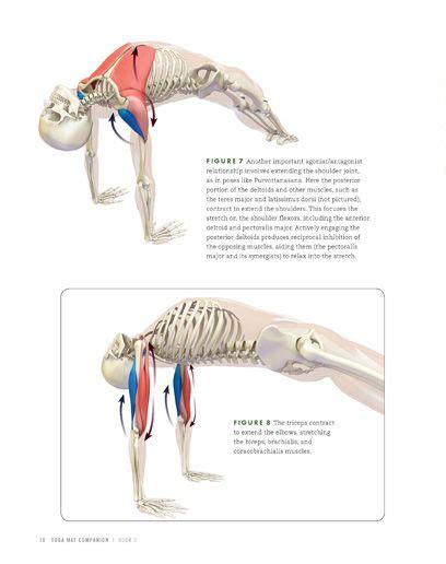 yoga mat companion 3 anatomy for backbends and twists Epub