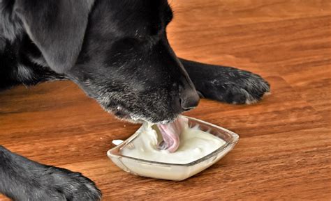 yogurt for puppies