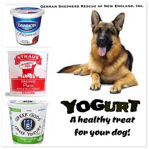 yogurt ok for dogs