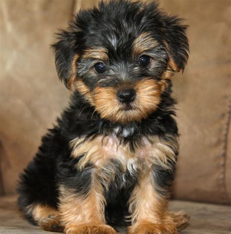 yorkie and poodle mix