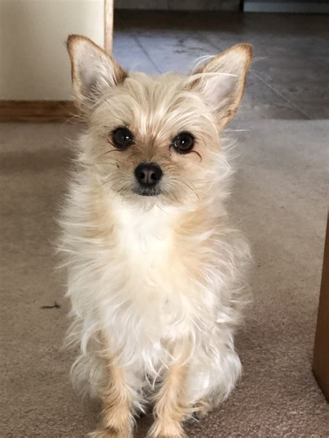 yorkie chihuahua mix puppies