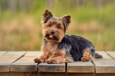 yorkie dog breed