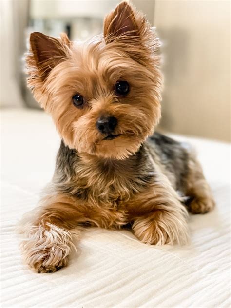 yorkie male dogs