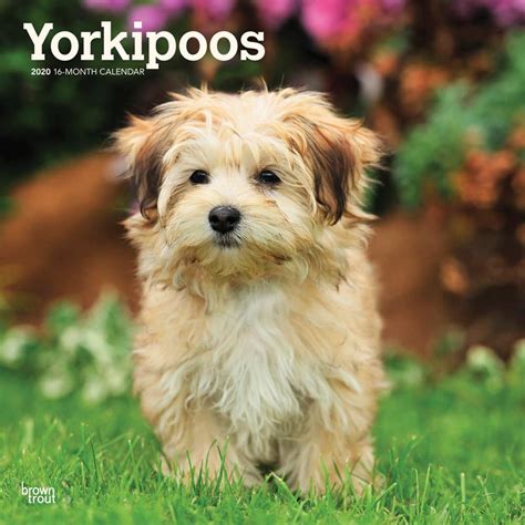 yorkipoos 2015 square 12x12 Doc