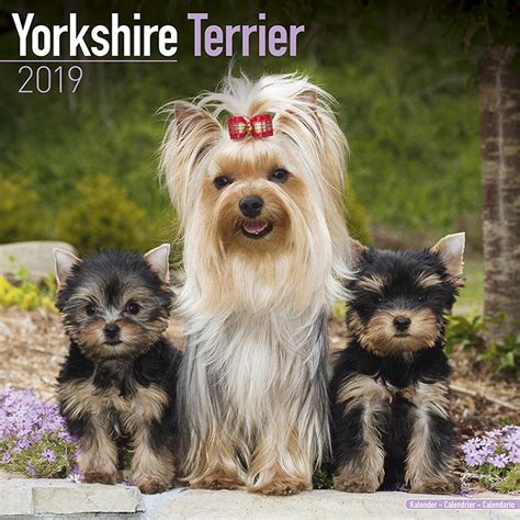 yorkshire terrier calendar only dog breed yorkshire terrier calendar 2015 wall calendars dog calendars Reader