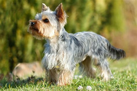 yorkshire terrier large breed