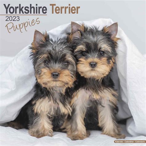 yorkshire terrier puppies calendar PDF