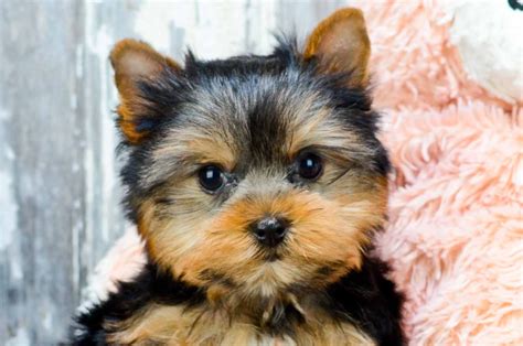 yorkshire terrier yorkie adoption