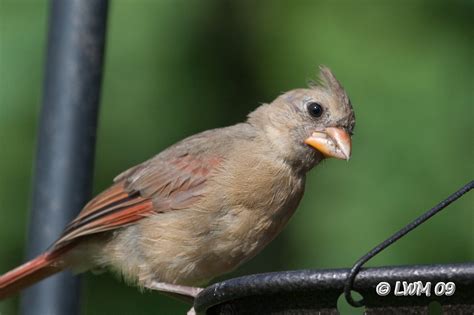 young cardinal bird