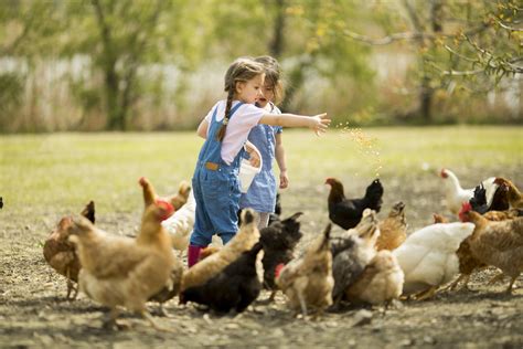 young chicken farmers tips for kids raising backyard chickens Epub