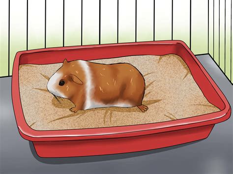 your guinea pig a kids guide to raising and showing PDF