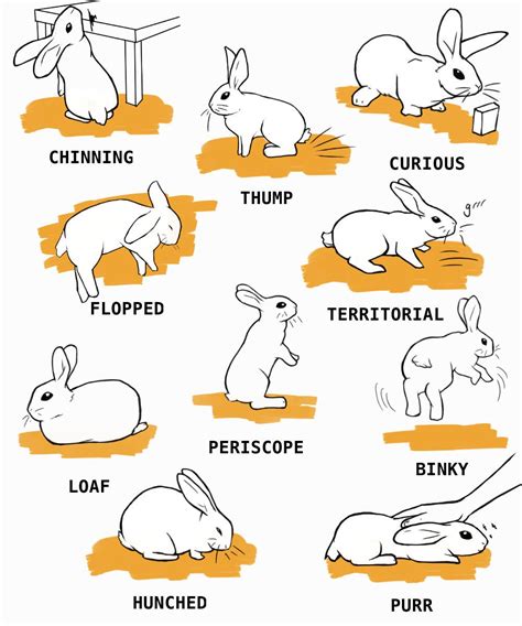 your pet rabbit guide your pet rabbit guide PDF