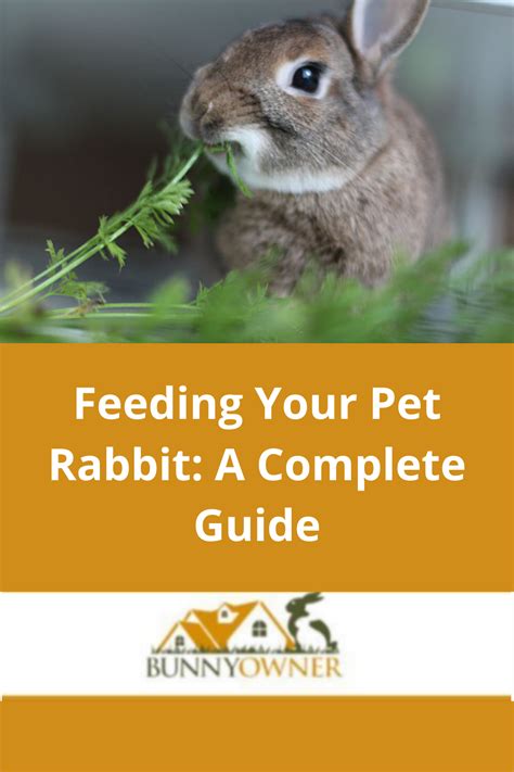 your pet rabbit guide your pet rabbit guide PDF