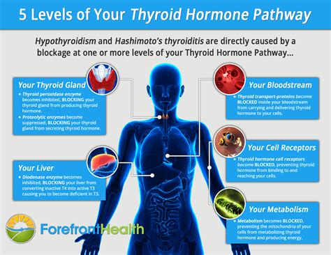 your thyroid a home reference PDF