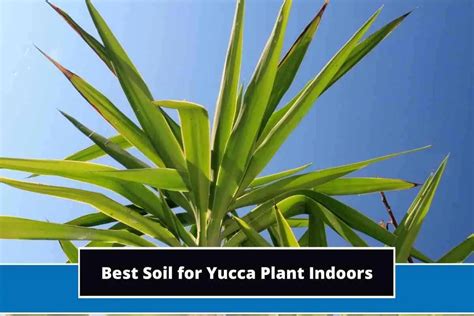 yucca plant fertilizer