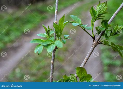 yung elderberry