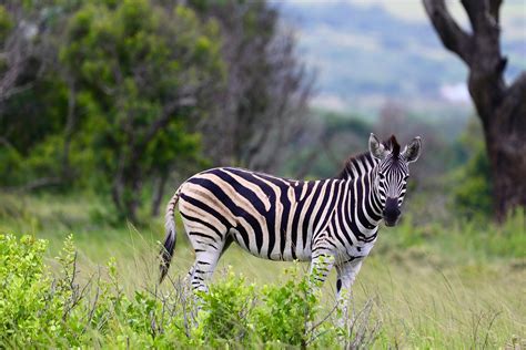 zavazavi marathi font Reader
