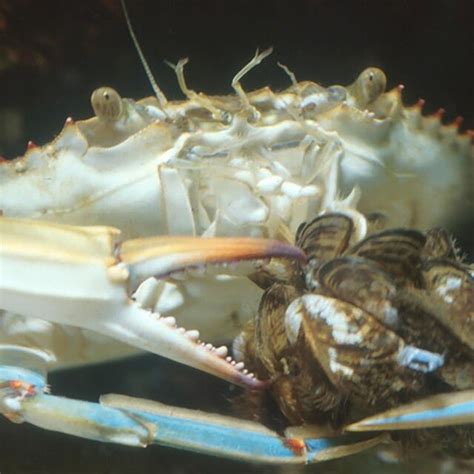 zebra mussels predators