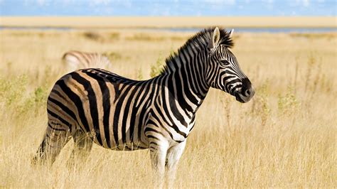 zebras african animals Doc