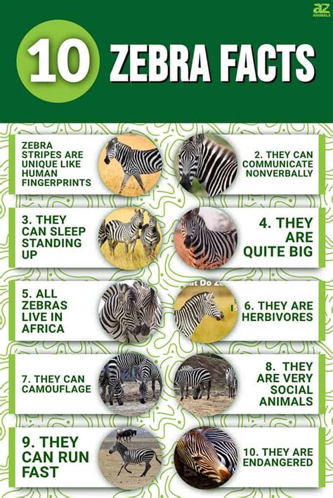 zebras amazing pictures and facts about zebras lets learn about Epub