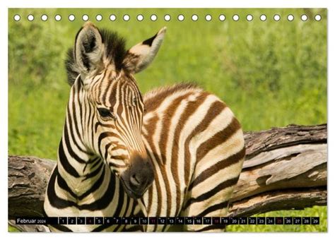 zebras faszination streifen tischkalender monatskalender Doc