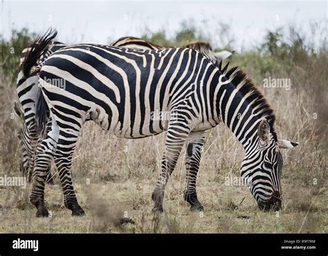 zebras striped horses africa knowledge Doc