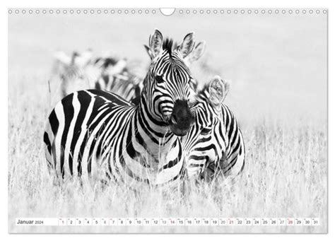 zebras wandkalender momentaufnahmen faszinierenden monatskalender Doc