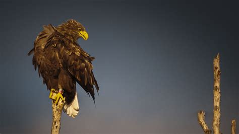 zeevogels kenmerken voed voortpl trekbeweg en verspreding Epub