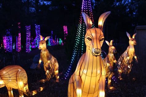 zoo lights stoneham ma