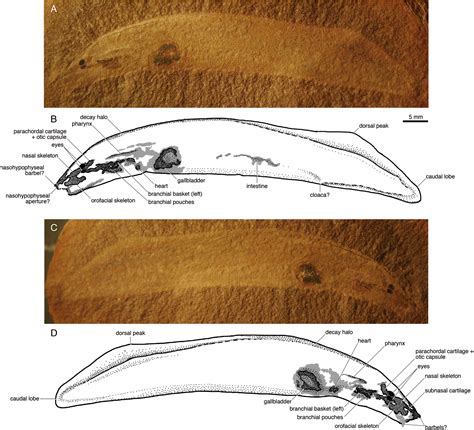 zoology dissection guide hagfish Reader