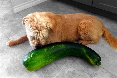 zucchini and dogs